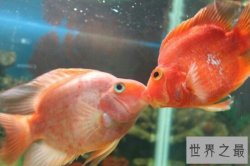 热带鱼种类有哪些？各种美丽的水下公主