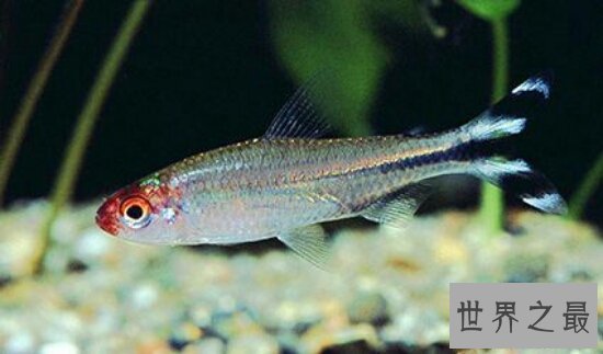 热带鱼种类有哪些？各种美丽的水下公主