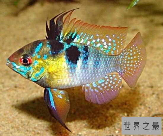 热带鱼种类有哪些？各种美丽的水下公主