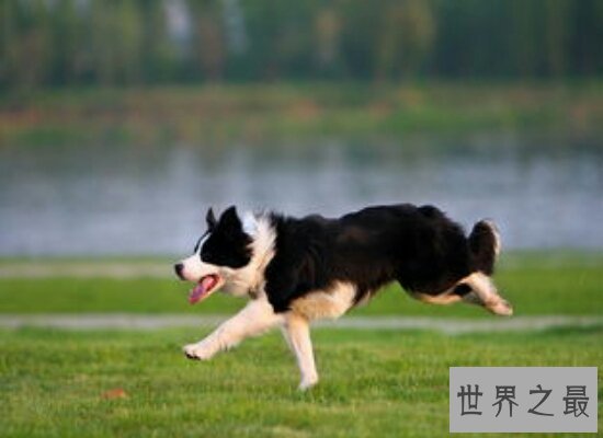 盘点世界上最聪明的狗 看家护院滑冰样样精通都不在话下