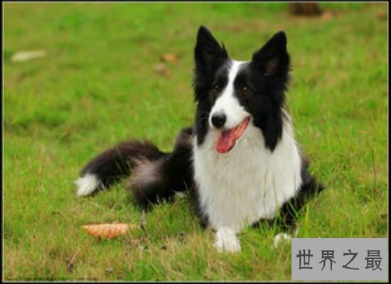 盘点世界上最聪明的狗 看家护院滑冰样样精通都不在话下