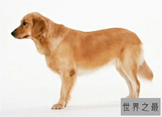 盘点世界上最聪明的狗 看家护院滑冰样样精通都不在话下