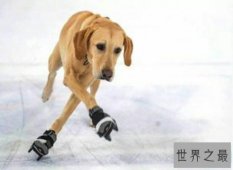 盘点世界上最聪明的狗 看家护院滑冰样样精通都不在话下