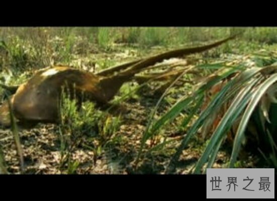 沼泽章鱼——一亿年后才会出现的新物种 我们怕是见不到了