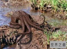 沼泽章鱼——一亿年后才会出现的新物种 我们怕是见不到了