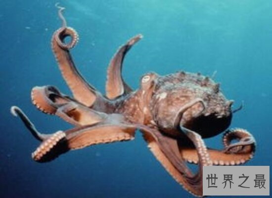 沼泽章鱼——一亿年后才会出现的新物种 我们怕是见不到了