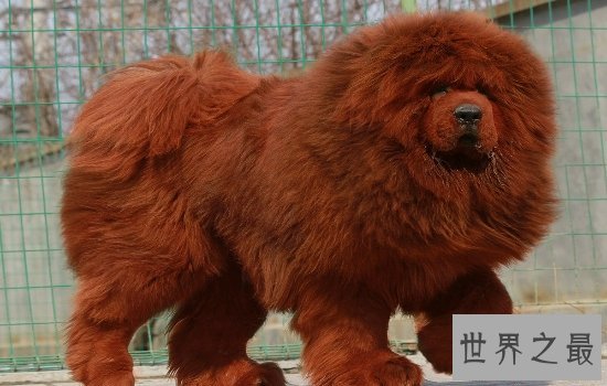 世界上最大的狗“大乔治”不幸离世，生前受到许多人的厚爱！