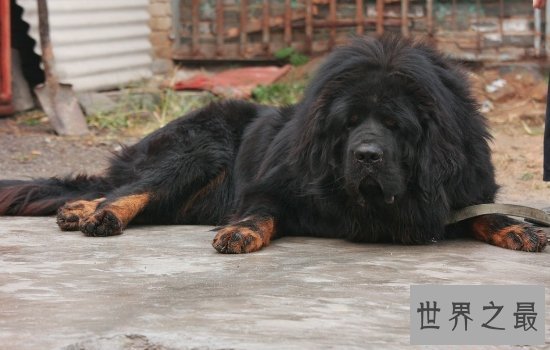 世界上最大的狗“大乔治”不幸离世，生前受到许多人的厚爱！