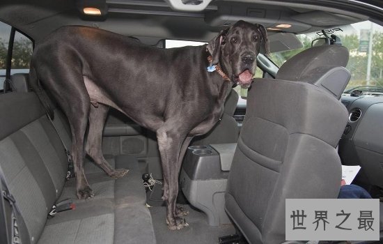 世界上最大的狗“大乔治”不幸离世，生前受到许多人的厚爱！