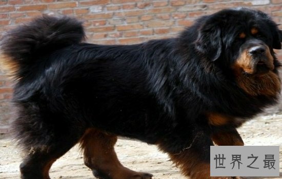 世界上最大的狗“大乔治”不幸离世，生前受到许多人的厚爱！