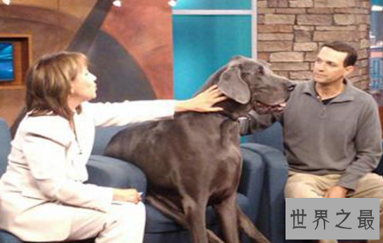 世界上最大的狗“大乔治”不幸离世，生前受到许多人的厚爱！