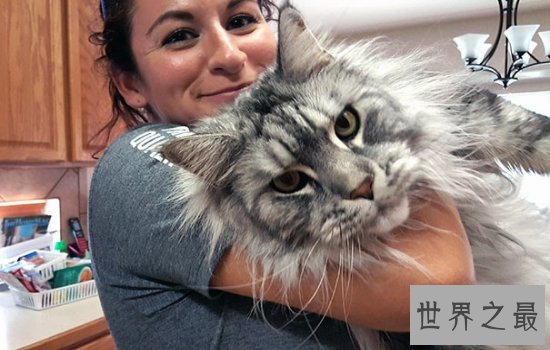世界上最大的猫缅因猫体型巨大，温柔而又不失可爱！