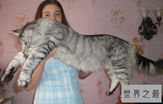 世界上最大的猫缅因猫体型巨大，温柔而又不失可爱！