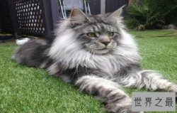 世界上最大的猫缅因猫体型巨大，温柔而又不失可爱！