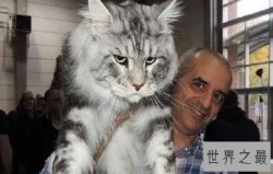 世界上最大的猫缅因猫，绝对是“温柔的巨人”！