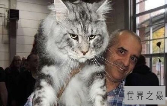 世界上最大的猫缅因猫，绝对是“温柔的巨人”！