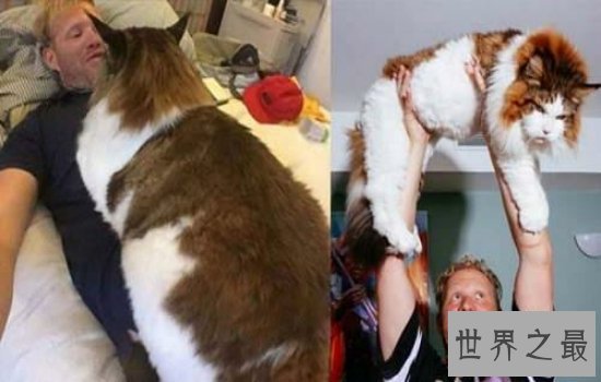 世界上最大的猫缅因猫，绝对是“温柔的巨人”！
