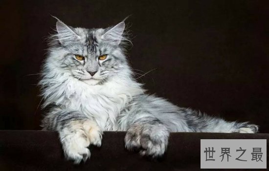 世界上最大的猫缅因猫，绝对是“温柔的巨人”！