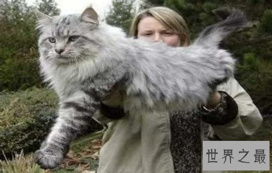 世界上最大的猫缅因猫，绝对是“温柔的巨人”！
