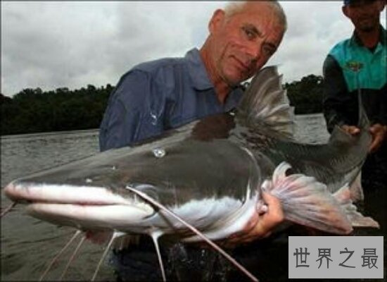 世界上最大的鱼足足有200多斤  相当于两个女性的重量