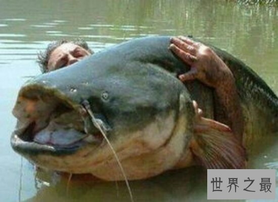 世界上最大的鱼足足有200多斤  相当于两个女性的重量