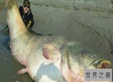 世界上最大的鱼足足有200多斤  相当于两个女性的重量