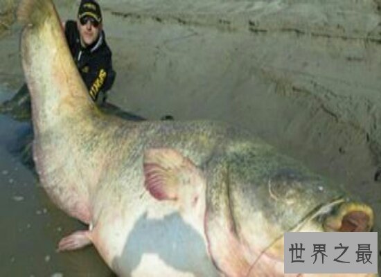 世界上最大的鱼足足有200多斤  相当于两个女性的重量