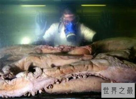 世界上最大的鱼足足有200多斤  相当于两个女性的重量