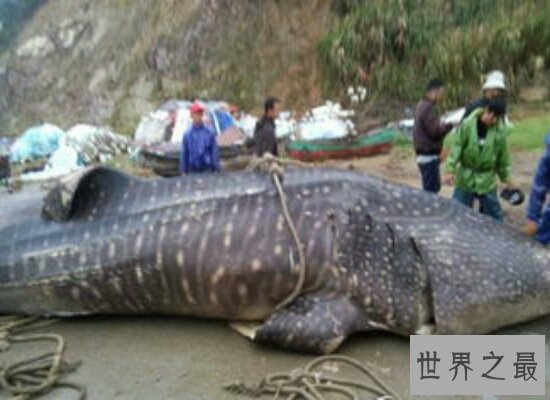 世界上最大的鱼足足有200多斤  相当于两个女性的重量