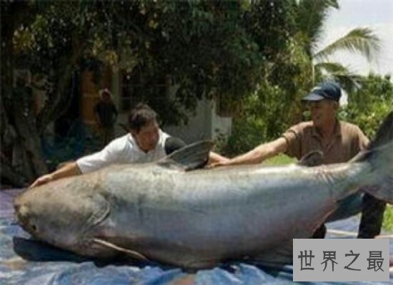 世界上最大的鱼足足有200多斤  相当于两个女性的重量