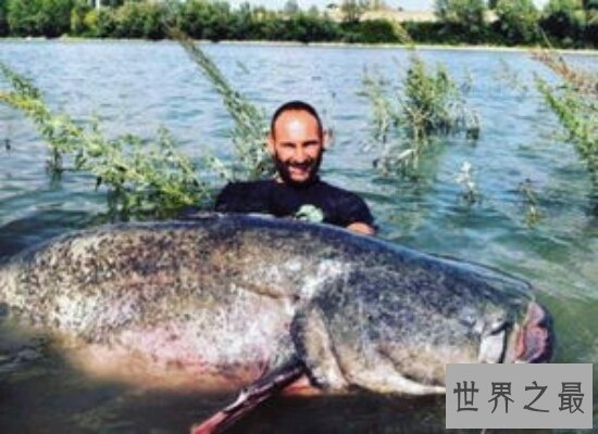 世界上最大的鱼足足有200多斤  相当于两个女性的重量