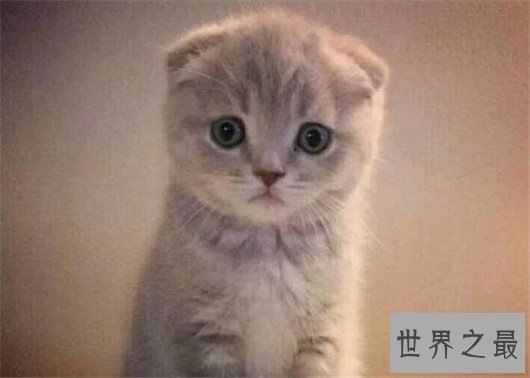 苏格兰折耳猫性格，苏格兰折耳猫的价格行情