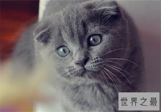 苏格兰折耳猫性格，苏格兰折耳猫的价格行情