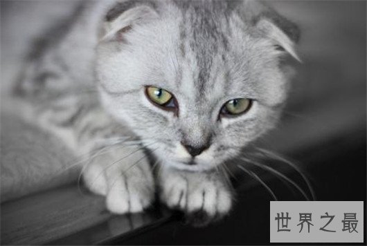 苏格兰折耳猫性格，苏格兰折耳猫的价格行情