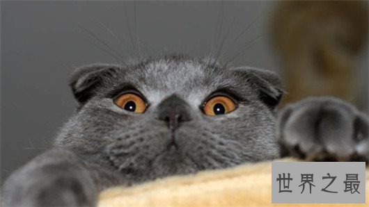 苏格兰折耳猫性格，苏格兰折耳猫的价格行情