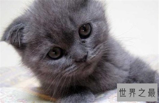 苏格兰折耳猫性格，苏格兰折耳猫的价格行情