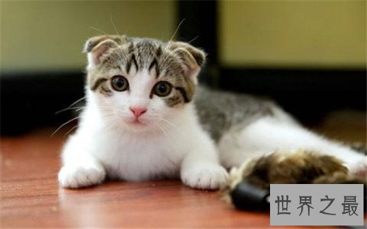 苏格兰折耳猫性格，苏格兰折耳猫的价格行情