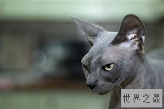 最聪明最粘人的猫加拿大无毛猫，加拿大无毛猫价格