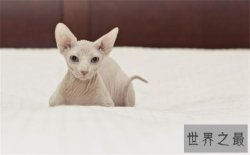 最聪明最粘人的猫加拿大无毛猫，加拿大无毛猫价格