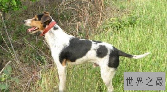 中国八大猎狗品种 最后一种大家没听说过