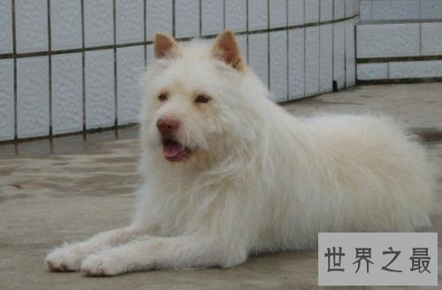 中国八大猎狗品种 最后一种大家没听说过