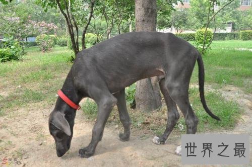 中国八大猎狗品种 最后一种大家没听说过