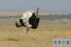 世界上最大的鸟，常见普通到你都想不到！