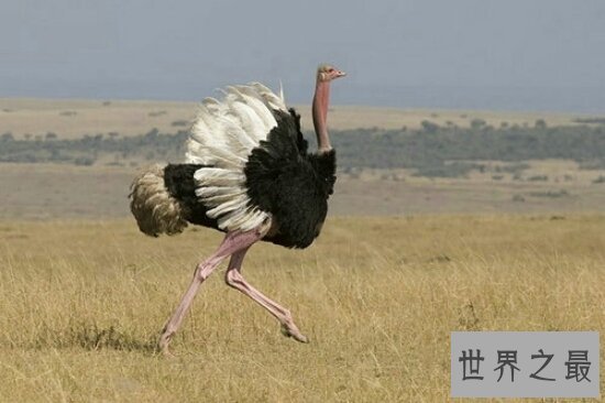 世界上最大的鸟，常见普通到你都想不到！