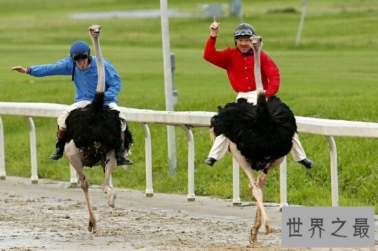 世界上最大的鸟，常见普通到你都想不到！