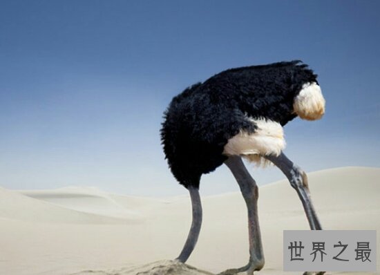 世界上最大的鸟，常见普通到你都想不到！