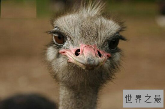 世界上最大的鸟，常见普通到你都想不到！