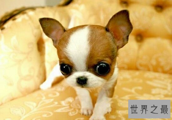 世界最小狗，吉娃娃好看，但是极难养活！