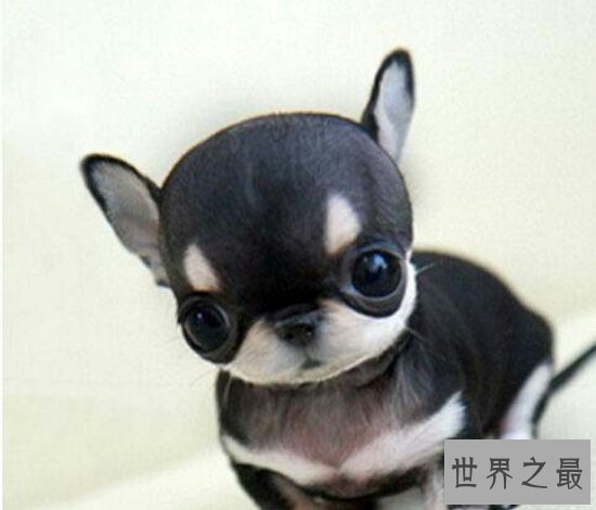 世界最小狗，吉娃娃好看，但是极难养活！