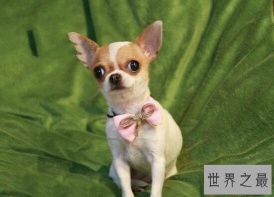 世界最小狗，吉娃娃好看，但是极难养活！